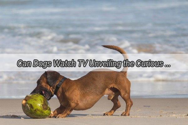 Can Dogs Watch TV Unveiling the Curious Case of Canine Couch Potatoes